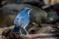 Siberian Blue Robin Larvivora cyane cyane