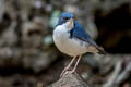 Siberian Blue Robin Larvivora cyane cyane