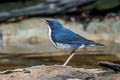 Siberian Blue Robin Larvivora cyane cyane