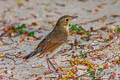 Siberian Blue Robin Larvivora cyane cyane