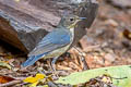 Siberian Blue Robin Larvivora cyane cyane