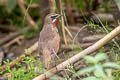 Siberian Rubythroat Calliope calliope calliope