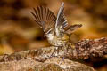 Siberian Rubythroat Calliope calliope calliope