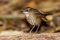 Siberian Rubythroat Calliope calliope calliope