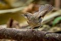 Siberian Rubythroat Calliope calliope calliope