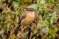 Siberian Stonechat Saxicola maurus przewalskii