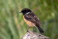 Siberian Stonechat Saxicola maurus przewalskii