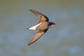 Silver-backed Needletail Hirundapus cochinchinensis cochinchinensis