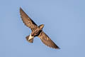 Silver-backed Needletail Hirundapus cochinchinensis cochinchinensis