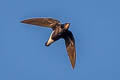 Silver-backed Needletail Hirundapus cochinchinensis cochinchinensis