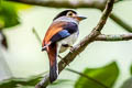 Silver-breasted Broadbill Serilophus lunatus stolidus