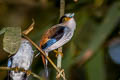 Silver-breasted Broadbill Serilophus lunatus stolidus