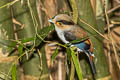 Silver-breasted Broadbill Serilophus lunatus stolidus