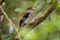 Silver-breasted Broadbill Serilophus lunatus stolidus