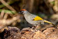 Silver-eared Laughingthrush Trochalopteron melanostigma melanostigma