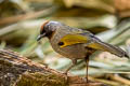 Silver-eared Laughingthrush Trochalopteron melanostigma melanostigma