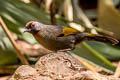 Silver-eared Laughingthrush Trochalopteron melanostigma melanostigma