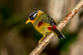 Silver-eared Mesia Leiothrix argentauris argentauris