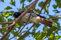 Silver Oriole Oriolus mellianus