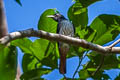 Silver Oriole Oriolus mellianus