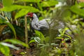 Silver Pheasant Lophura nycthemera jonesi