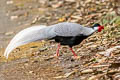 Silver Pheasant Lophura nycthemera jonesi