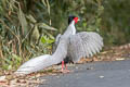 Silver Pheasant Lophura nycthemera jonesi