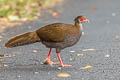 Silver Pheasant Lophura nycthemera jonesi