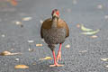 Silver Pheasant Lophura nycthemera jonesi