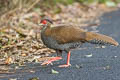 Silver Pheasant Lophura nycthemera jonesi