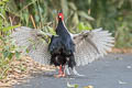 Silver Pheasant Lophura nycthemera jonesi