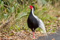 Silver Pheasant Lophura nycthemera jonesi