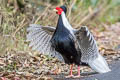 Silver Pheasant Lophura nycthemera jonesi