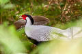 Silver Pheasant Lophura nycthemera jonesi