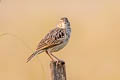 Singing Bush Lark Mirafra javanica williamsoni