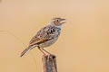 Singing Bush Lark Mirafra javanica williamsoni