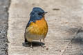 Slaty-backed Flycatcher Ficedula erithacus