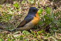 Slaty-backed Flycatcher Ficedula erithacus