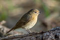 Slaty-backed Flycatcher Ficedula erithacus