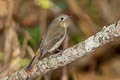 Slaty-backed Flycatcher Ficedula erithacus