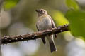 Slaty-backed Flycatcher Ficedula erithacus