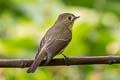 Slaty-backed Flycatcher Ficedula erithacus