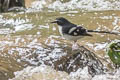 Slaty-backed Forktail Enicurus schistaceus