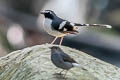 Slaty-backed Forktail Enicurus schistaceus