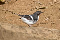 Slaty-backed Forktail Enicurus schistaceus