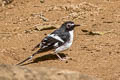 Slaty-backed Forktail Enicurus schistaceus