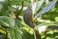 Slaty-bellied Tesia Tesia olivea chiangmaiensis