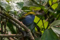 Slaty-bellied Tesia Tesia olivea chiangmaiensis