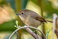 Slaty-blue Flycatcher Ficedula tricolor diversa