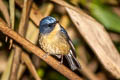 Slaty-blue Flycatcher Ficedula tricolor diversa